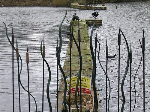 Bull Rushes and cormorants