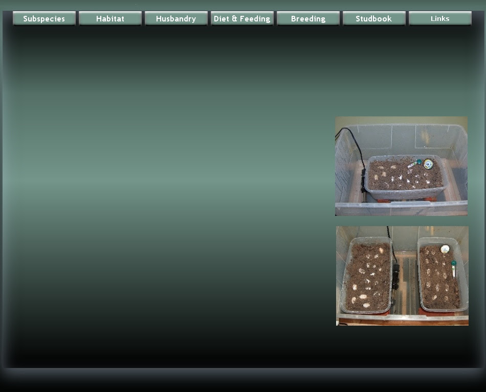 Homemade Turtle Egg Incubator