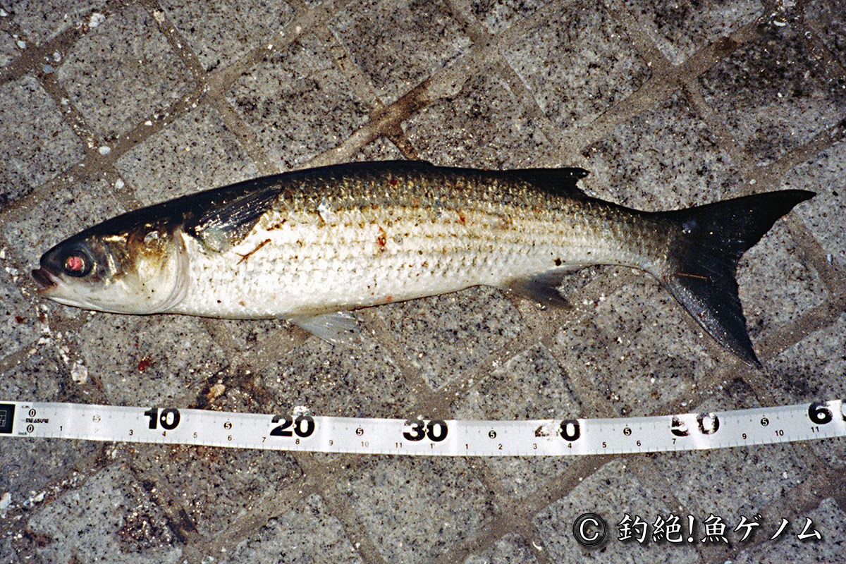 ボラ専門 釣絶 魚ゲノム