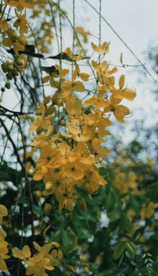 ゴールデンシャワーツリー