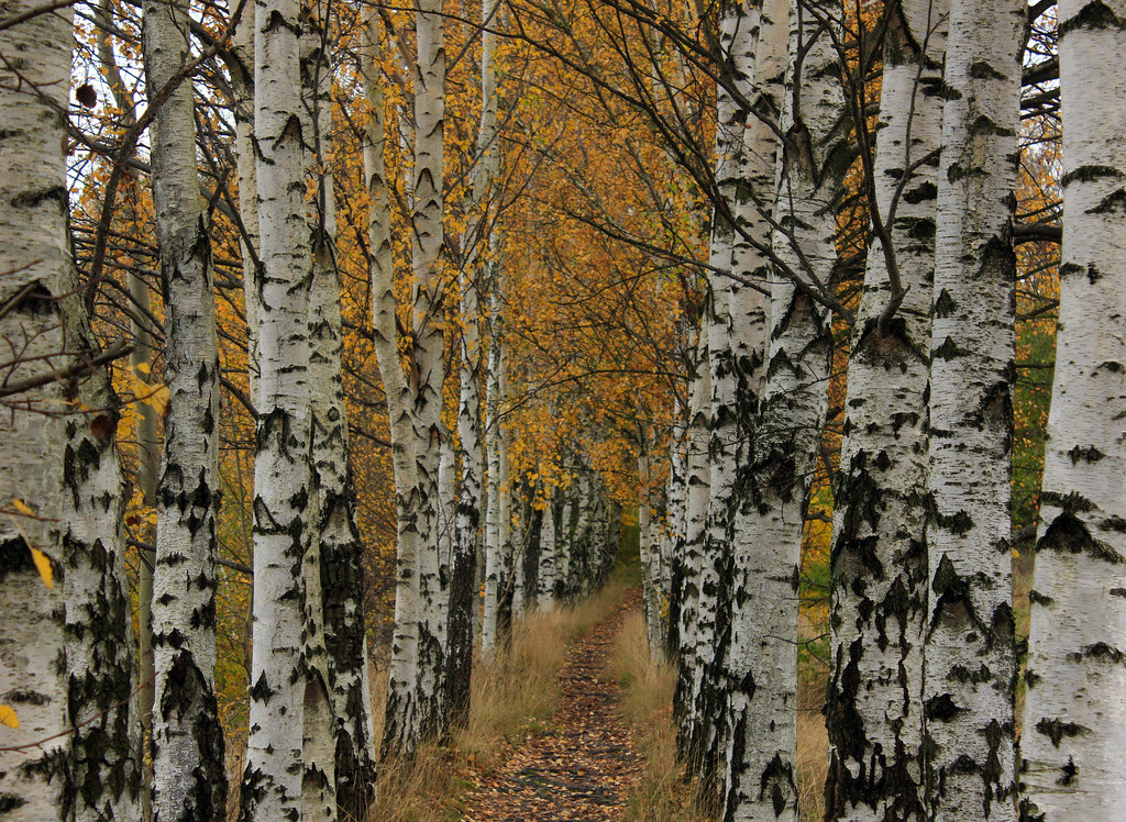 The Birch Alley