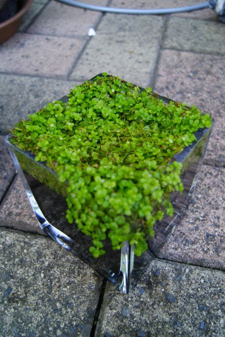 Newラージパールグラス水上葉化 楽して熱帯魚13