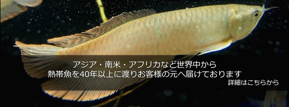 株式会社ファーイーストエンタープライズ 錦鯉 熱帯魚の卸販売 Far East Enterprise Inc