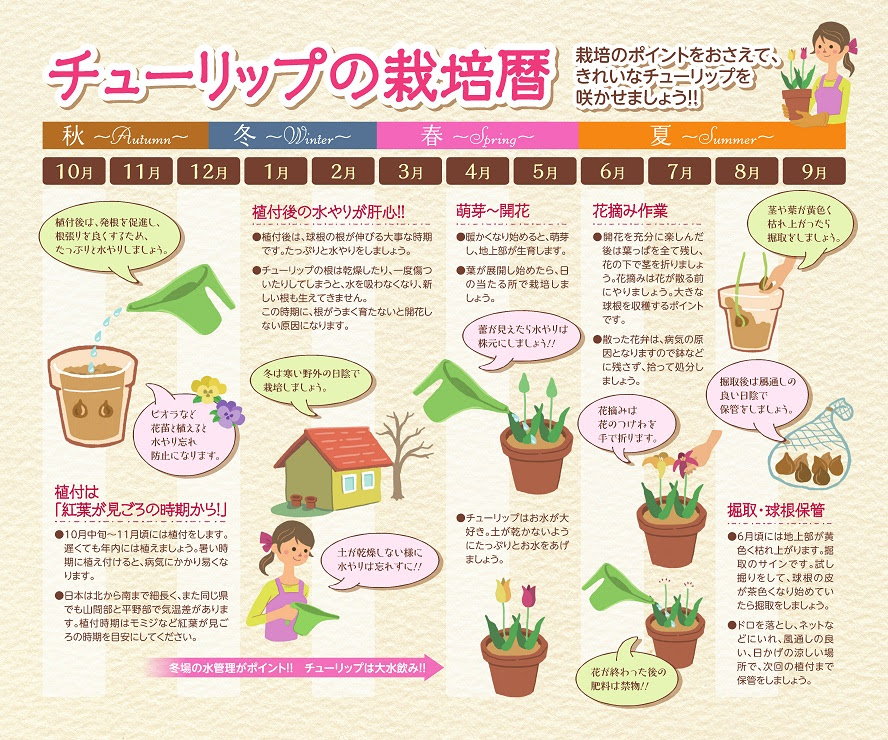 プロが教えるチューリップの育て方と楽しみ方 総集編 Tulip Handbook チューリップ球根ブログ