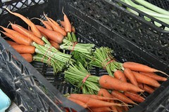 carrots