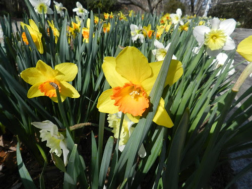 todayflowersDSCN4335