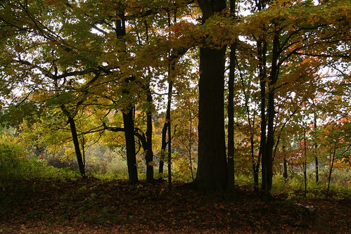 Into the Woods Softly