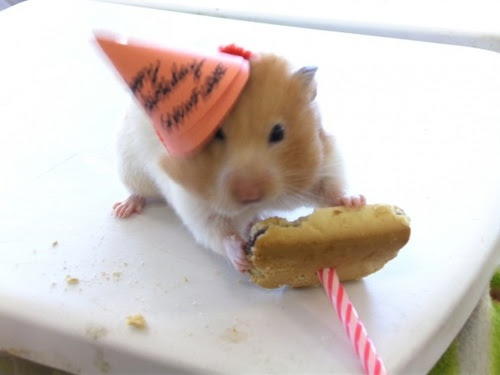 2. Afbeelding in volle omvang getoond van: Happy Birthday Hamster.  Grafische Categorie: Pet Birthday .