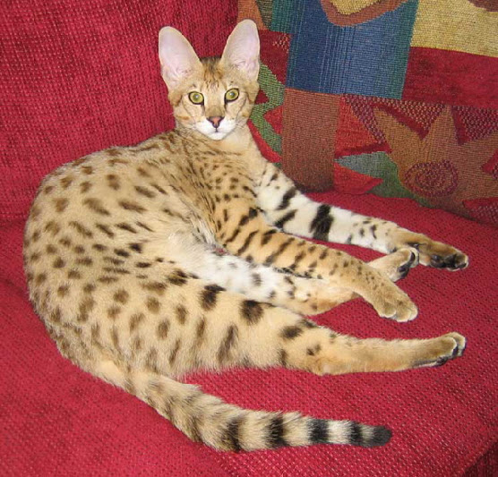 Savannah Kittens From Ajsavannahs