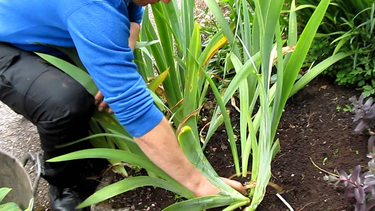 Marcus Chilton-Jones demonstrates how to deadhead Bearded Irises 