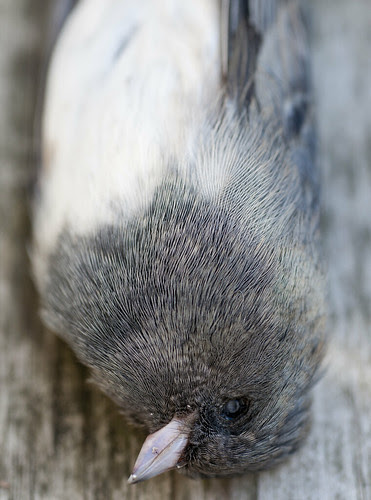 October Junco I