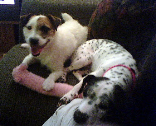 jackdottie
