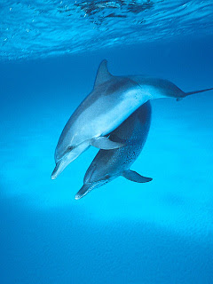 イルカのカップル の待ち受け画像 壁紙 動物 パラダイス