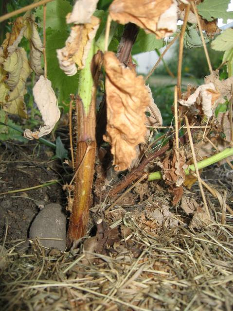 *sigh* verticillium wilt on my raspberries | TheEasyGarden.com