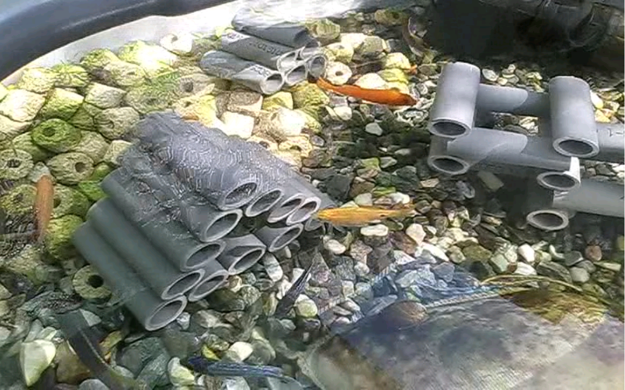 Diy 未完成魚礁蝦屋 綜合diy 分享 老爹孔雀魚水族寵物交流網