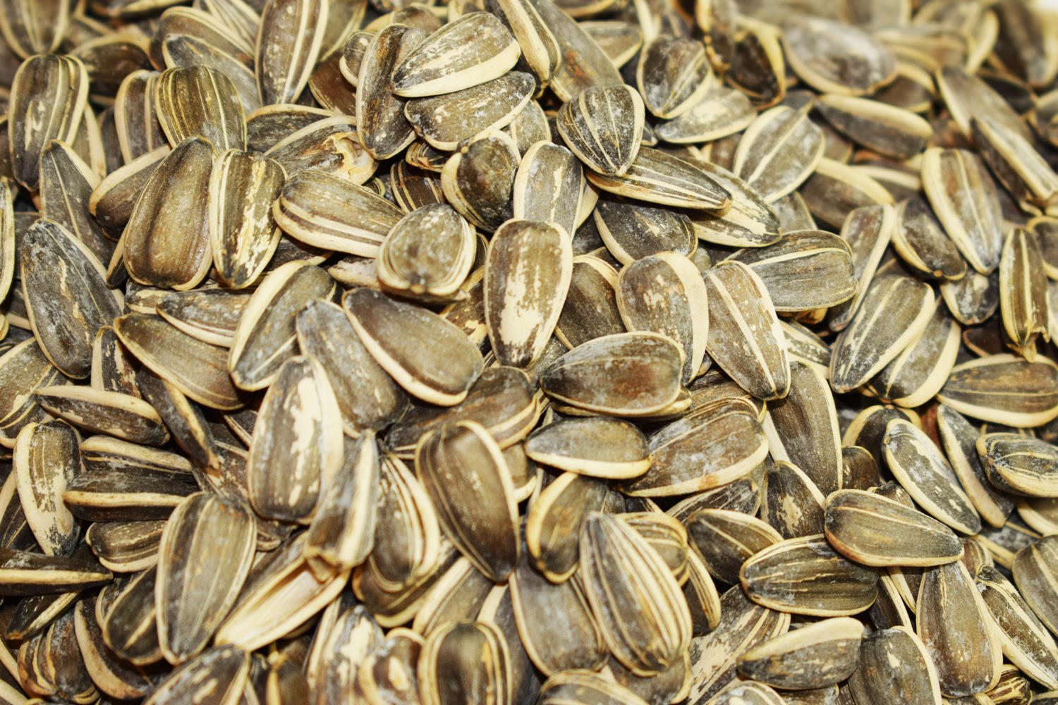Roasted Sunflower Seeds Tashkile Lux