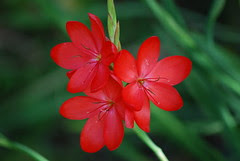 Crocosmia