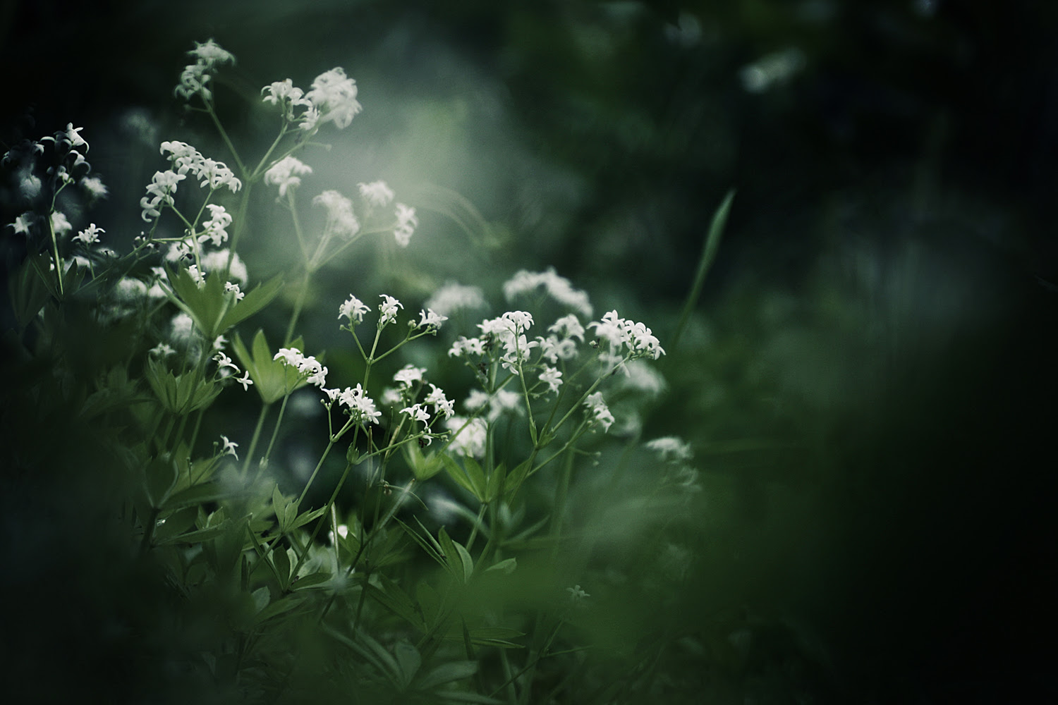 Flower Wallpaper