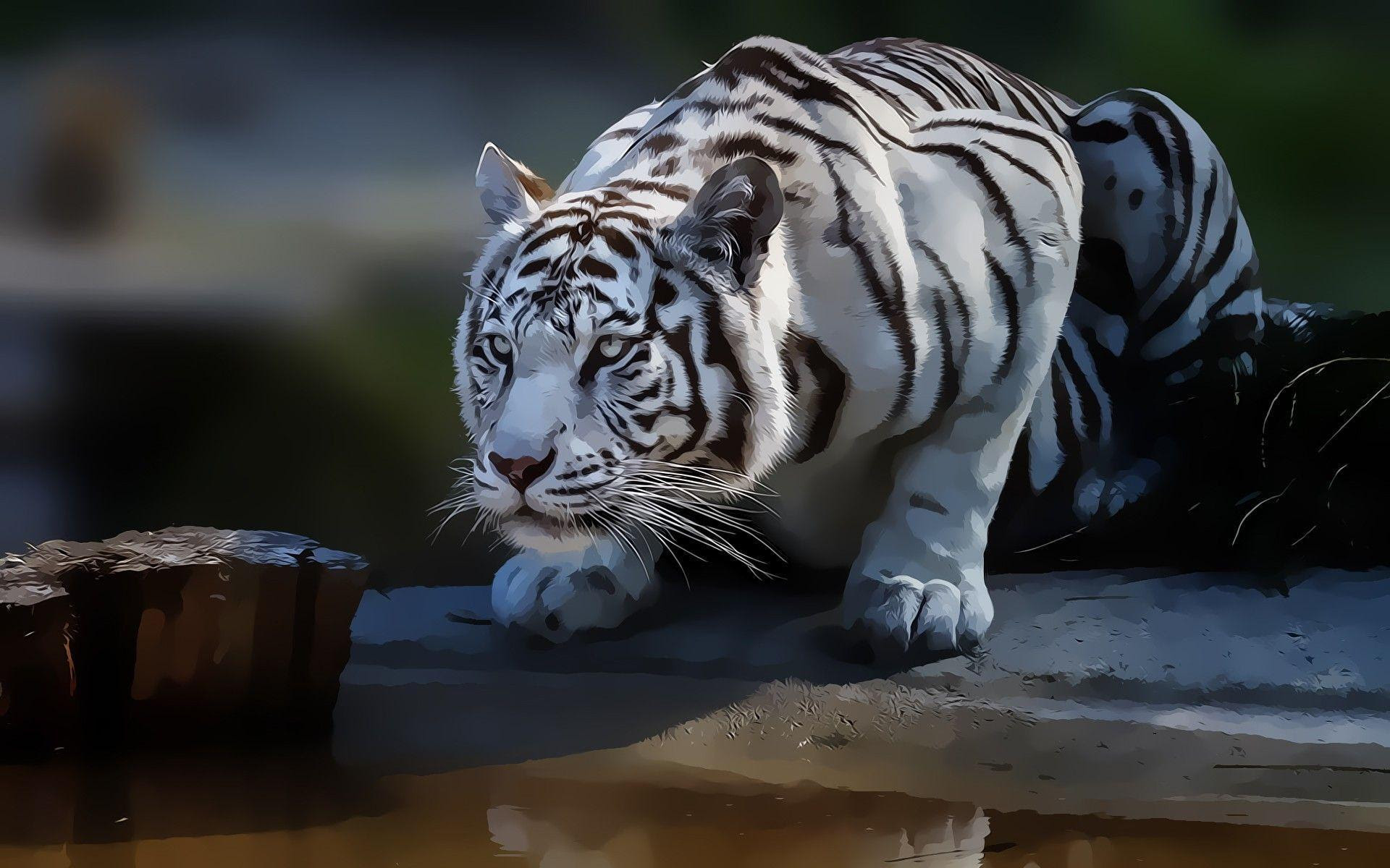 White Tiger Wallpapers HD Wallpaper Cave White Tiger Wallpapers HD Wallpaper Cave