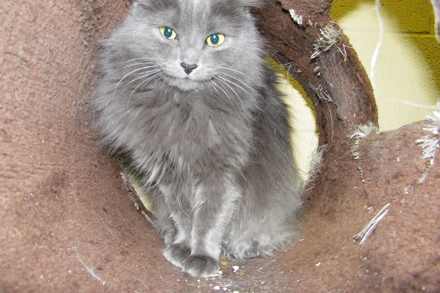 Happy New Year - Wonderful cats at the Mosaic Feline Rescue (Ann Arbor, Michigan) - January 1, 2012