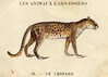 caino leopard