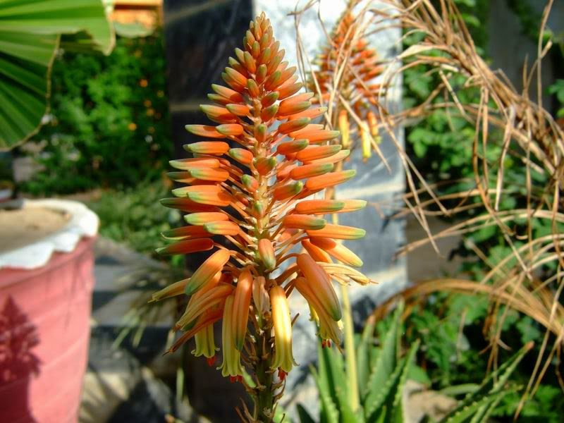 Aloe Vera Blooms