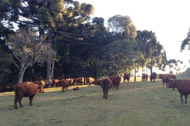 Pecuária perderá 15 milhões de hectares para lavouras no país em 20 anos Camila Telles/Especial