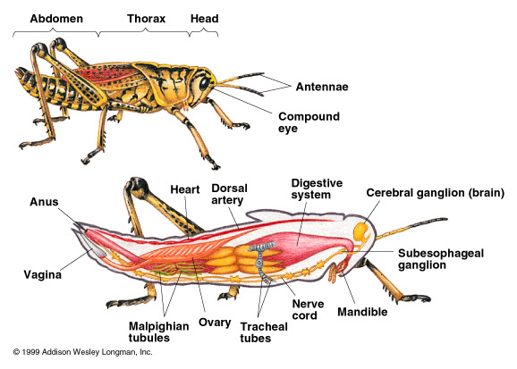 Sharon-taxonomy2009-p2 - Arthropoda-Insecta