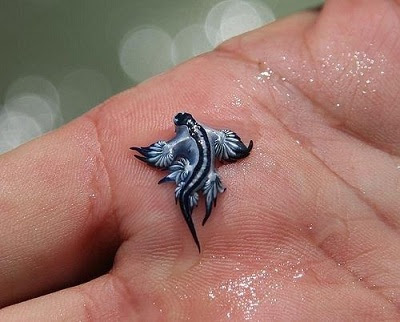 生命 誰も折った事のないような生き物を探す 花岡パトリオット