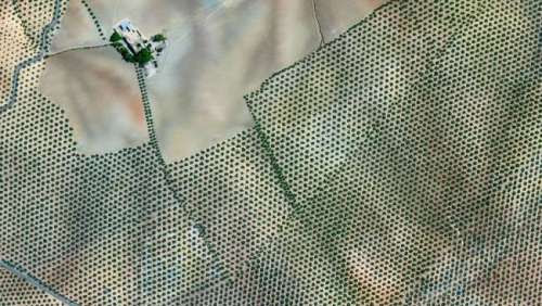 olive-tree-plantation