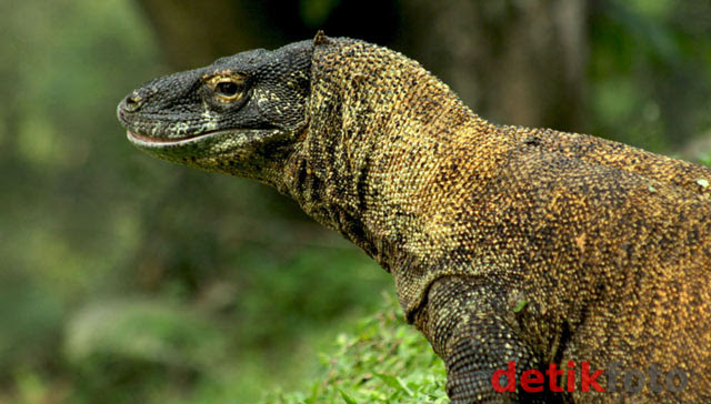 Komodo Berebut Makanan