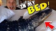 vlogs in spanish WHY IS AN ALLIGATOR IN MY HOTEL BED?? | BRIAN BARCZYK