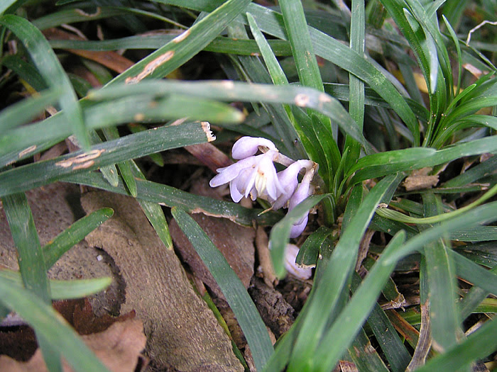 リュウノヒゲ 植物写真鑑