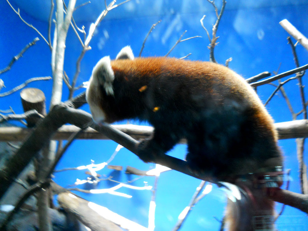 Zoo2010_023