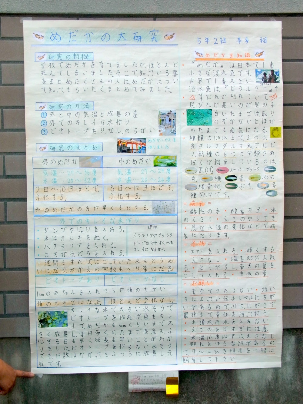 夏休みの自由研究につなげてみよう メダカの飼育 Hibico ひびこ とよたのエコなくらし
