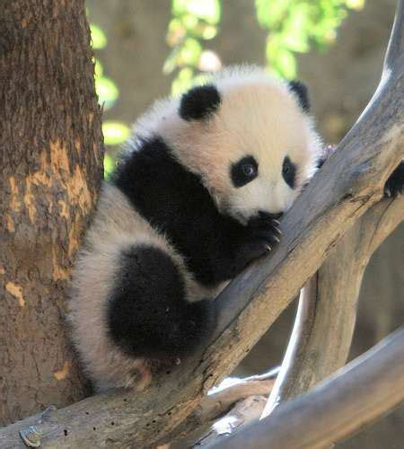 baby panda  freakifycom