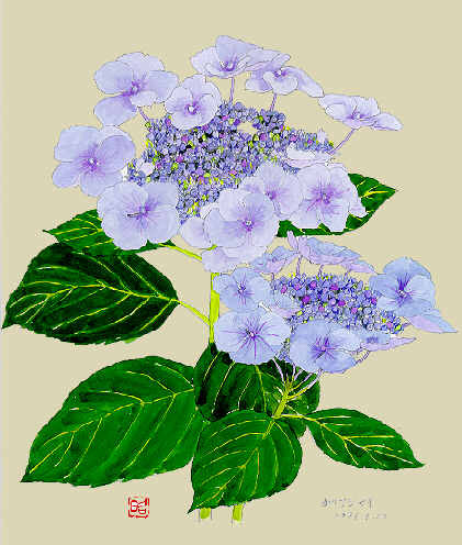 ガクアジサイ２ 額紫陽花 四季の草花スケッチ３３ 植物画 絵画 壁紙