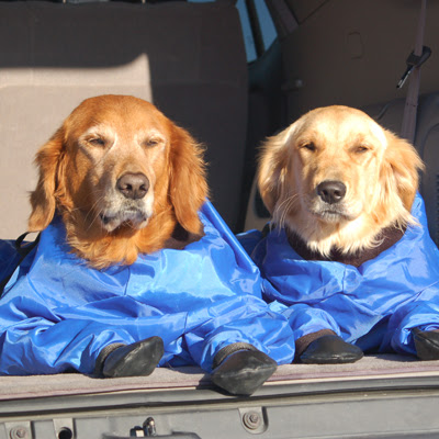  Cloth on Dog Clothes 6  79177