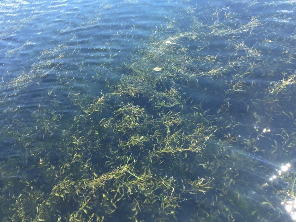 琵琶湖分室 沈水植物群落の監視手法に関する研究