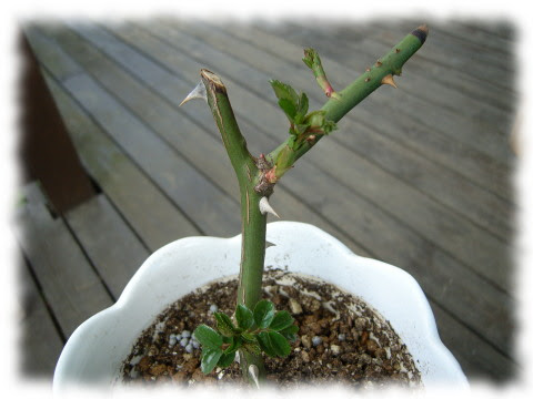 薔薇の挿し木の新芽 ｄｉｙでカントリー生活
