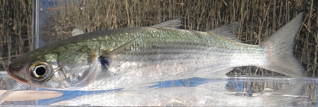 日本淡水魚 ボラ