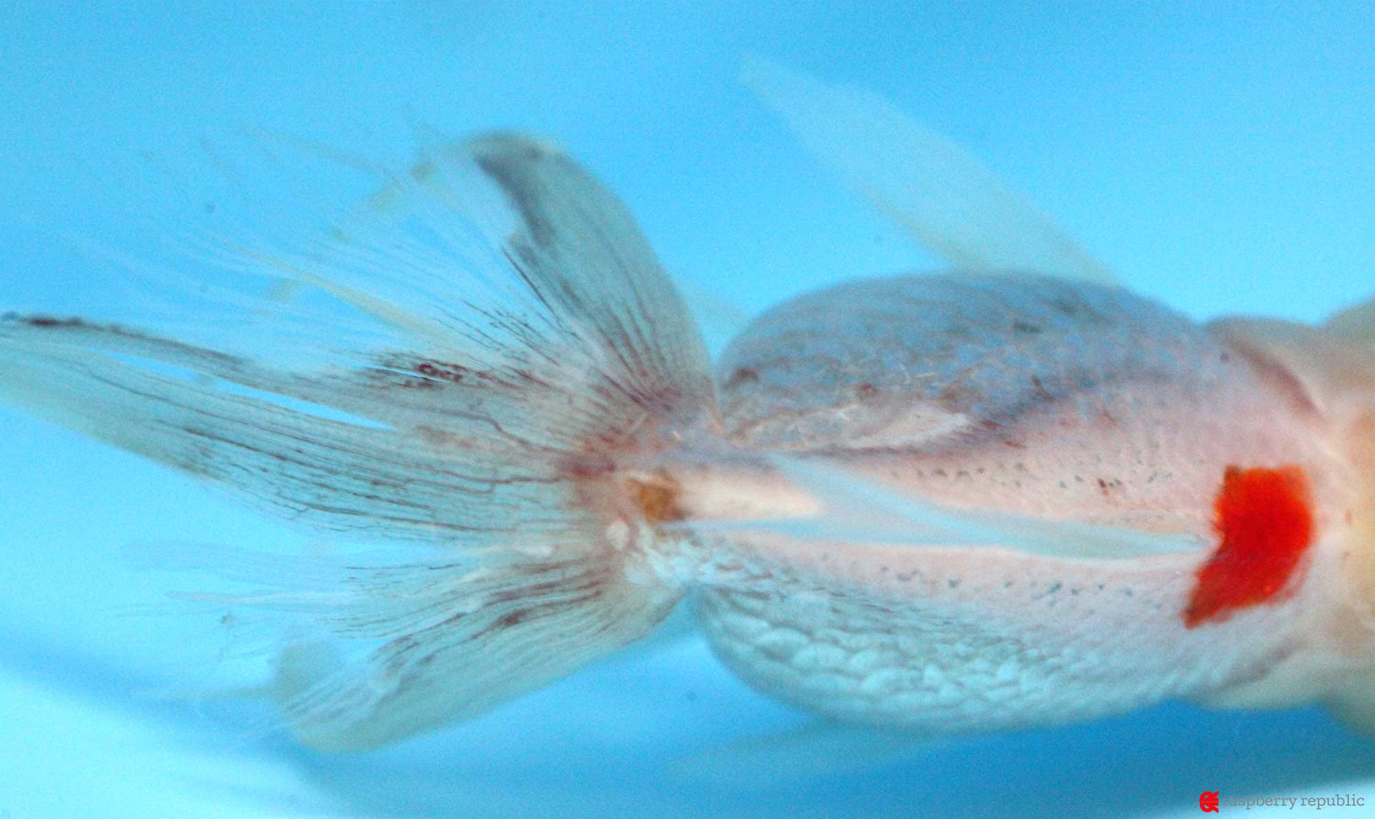 ケーススタディ 瀕死の金魚の尾腐れ病 赤班病治療例 前編 金魚飼育マニュアル 木苺共和国