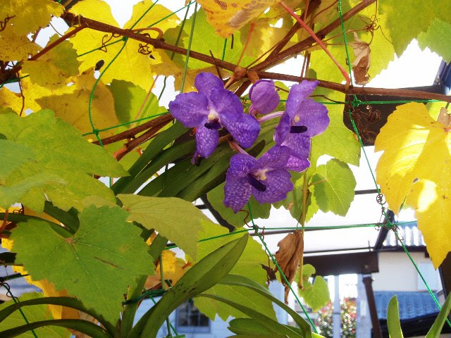 バンダの育て方と咲かせ方