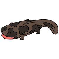 オオサンショウウオ 変な生き物イラスト図鑑