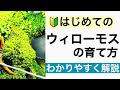 【人気ダウンロード！】 南米 ウィローモス 水温 156346-南米ウィローモス 水温
