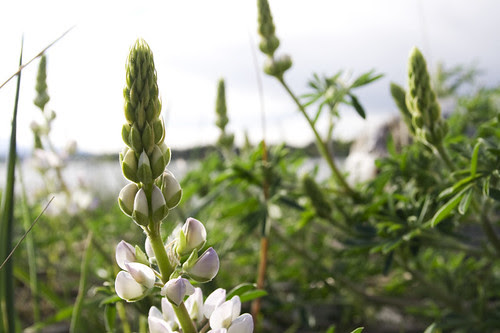 lupine