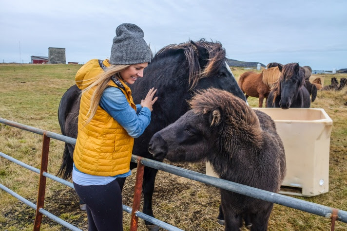 Icelandic Horses