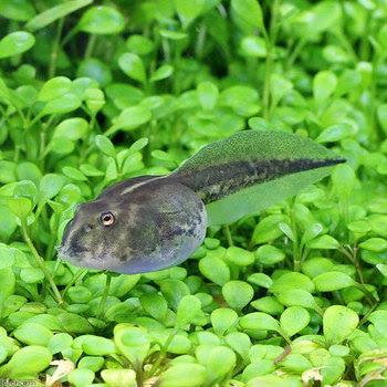 おたまじゃくし チャーム両生類 爬虫類ブログ