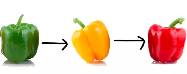 Green, yellow, and red bell peppers are the exact same vegetable; they're just at different stages of development.