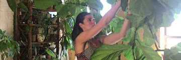 Fiddle Leaf Fig Ficus Lyrata Care Download Audio Mp3 and Mp4